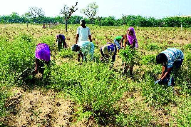 Organic henna cultivation