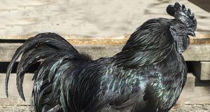Why Black Chicken Meat Is Healthy | Pure & Eco India - Organic Magazine