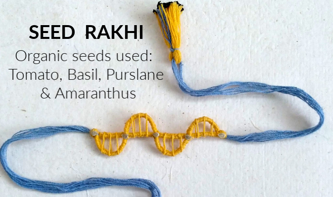 Blue & Yellow seed rakhi made with organic cotton - embedded with organic seeds of tomato, amaranthus, basil, purslane