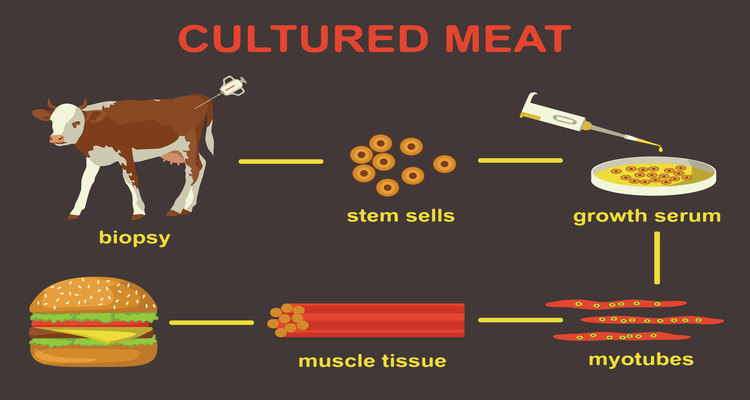 How cultured meat is made infographic-In vitro