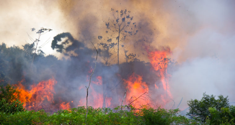 Amazon rainforest burning