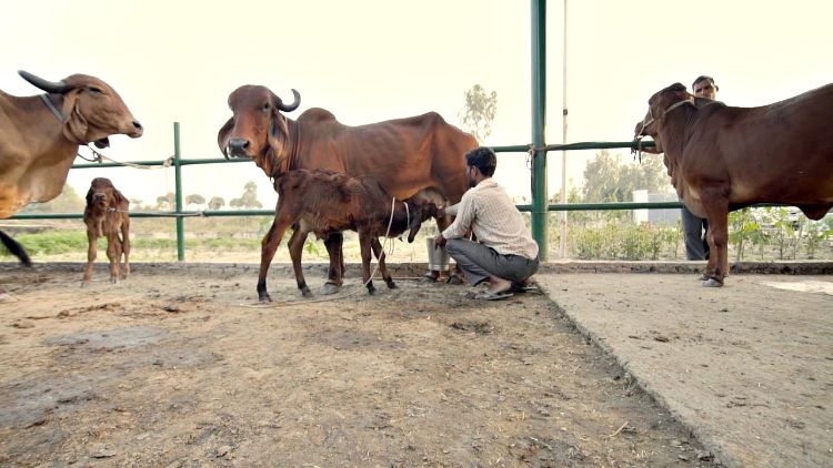 Gir cows at Elworld Agro’s farm-8