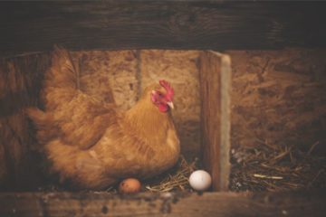 A brown hen in a wooden nest box