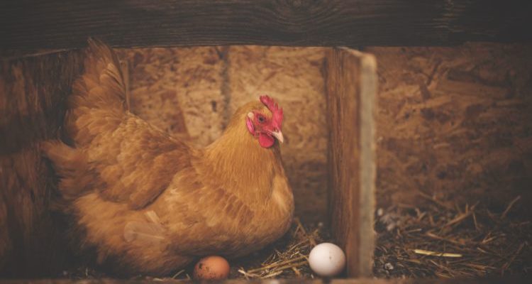 A brown hen in a wooden nest box