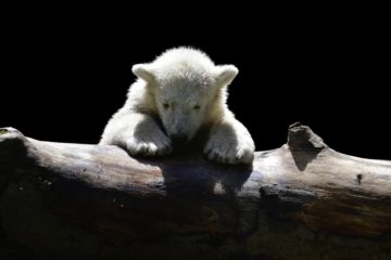 polar-bear-Pure & Eco India