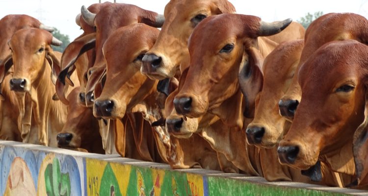 Indian cows - Pure & Eco India