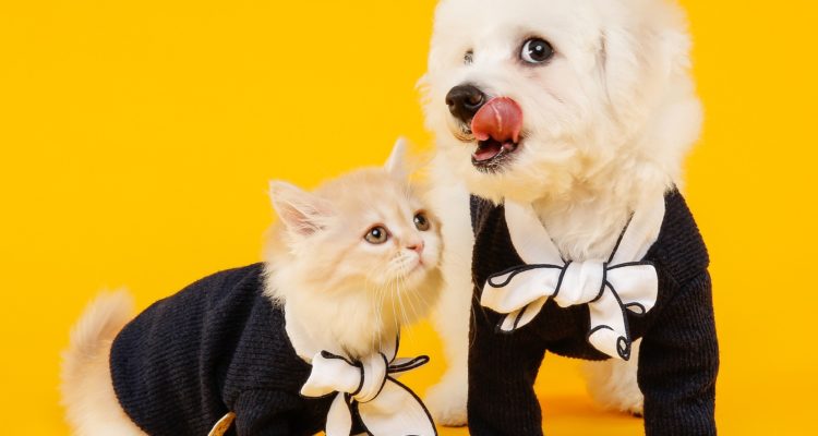 Suited up dog & cat against mustard yellow background- Pure & Eco India