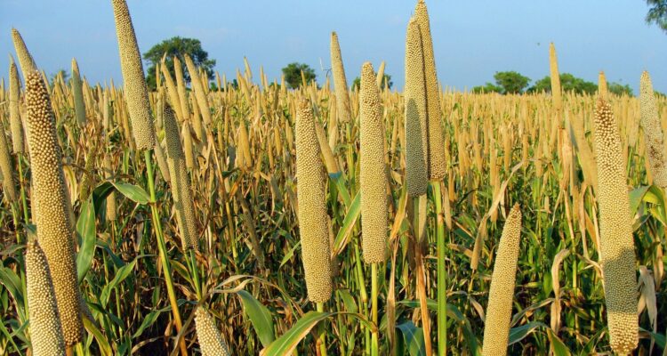 Organic Pearl Millets-Pure & Eco India
