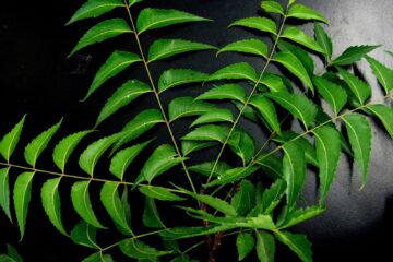 neem-leaves-Pure & Eco India