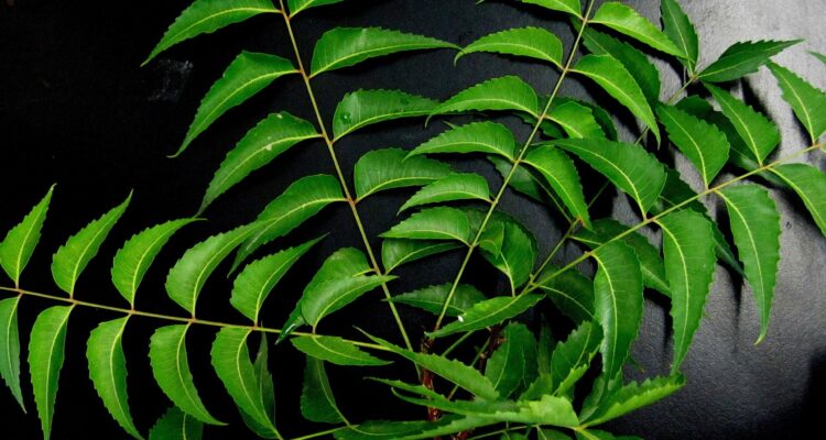neem-leaves-Pure & Eco India