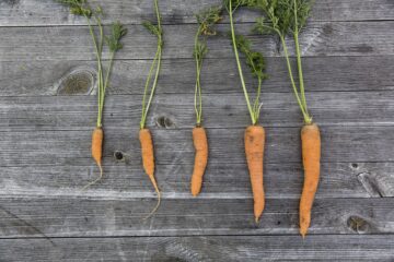 Carrots-Pure & Eco India