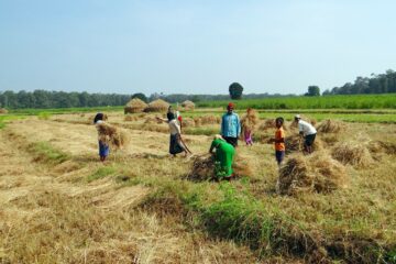 paddy-harvest India -Pure & Eco India