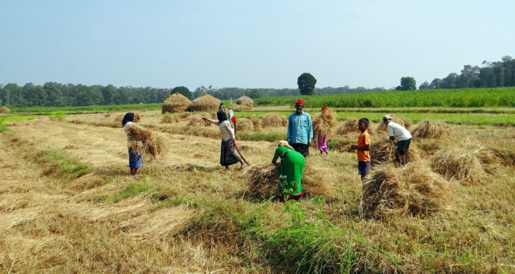 paddy-harvest India -Pure & Eco India