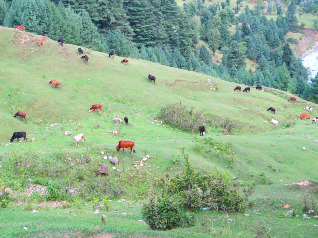 Cattle in Kashmir-Pure & Eco India