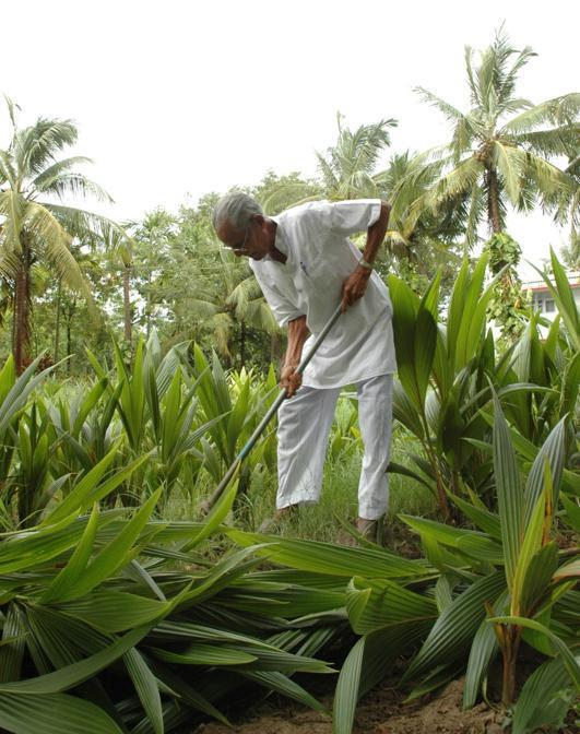 Bhaskar Save removing coconut saplings -Pure & Eco India
