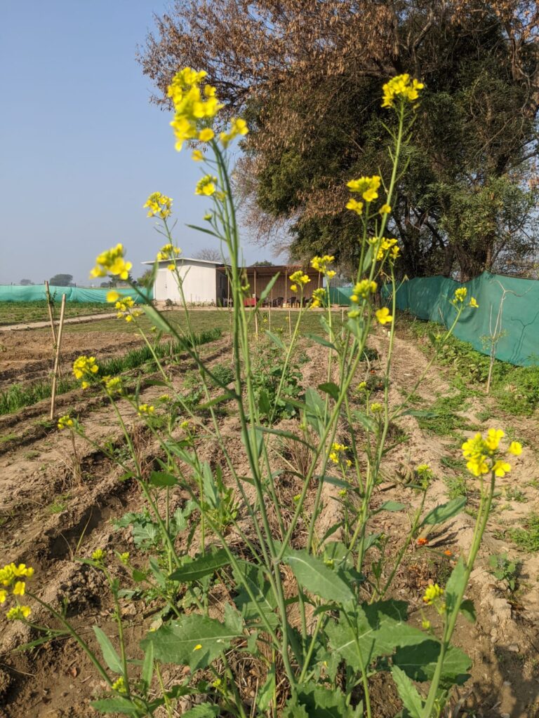 Panchwati - GenZ Farm -Pure & Eco India 11