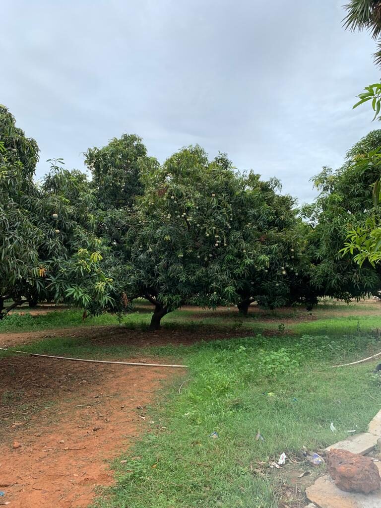 1-organic mango farm for sale-Pure & Eco India