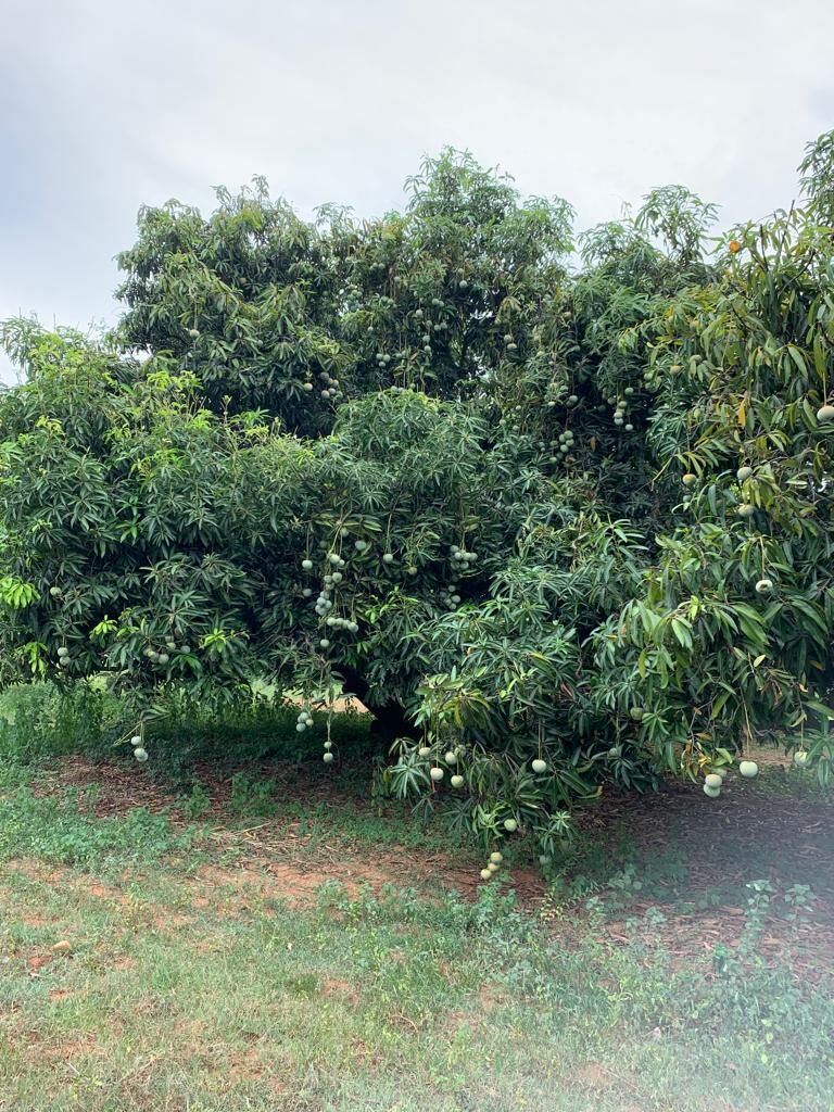 2-organic mango farm for sale-Pure & Eco India