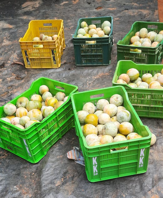 3-organic mango farm for sale-Pure & Eco India222