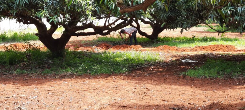 4-organic mango farm for sale-Pure & Eco India