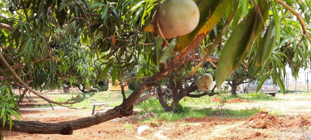 5-organic mango farm for sale-Pure & Eco India
