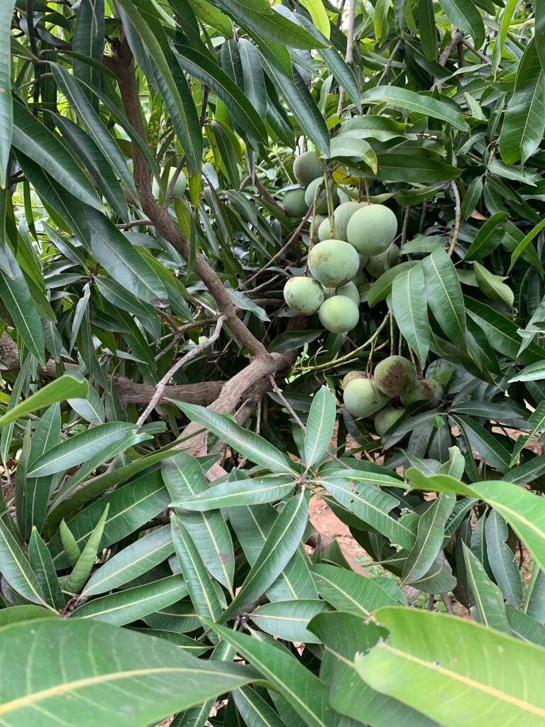 7-organic mango farm for sale-Pure & Eco India