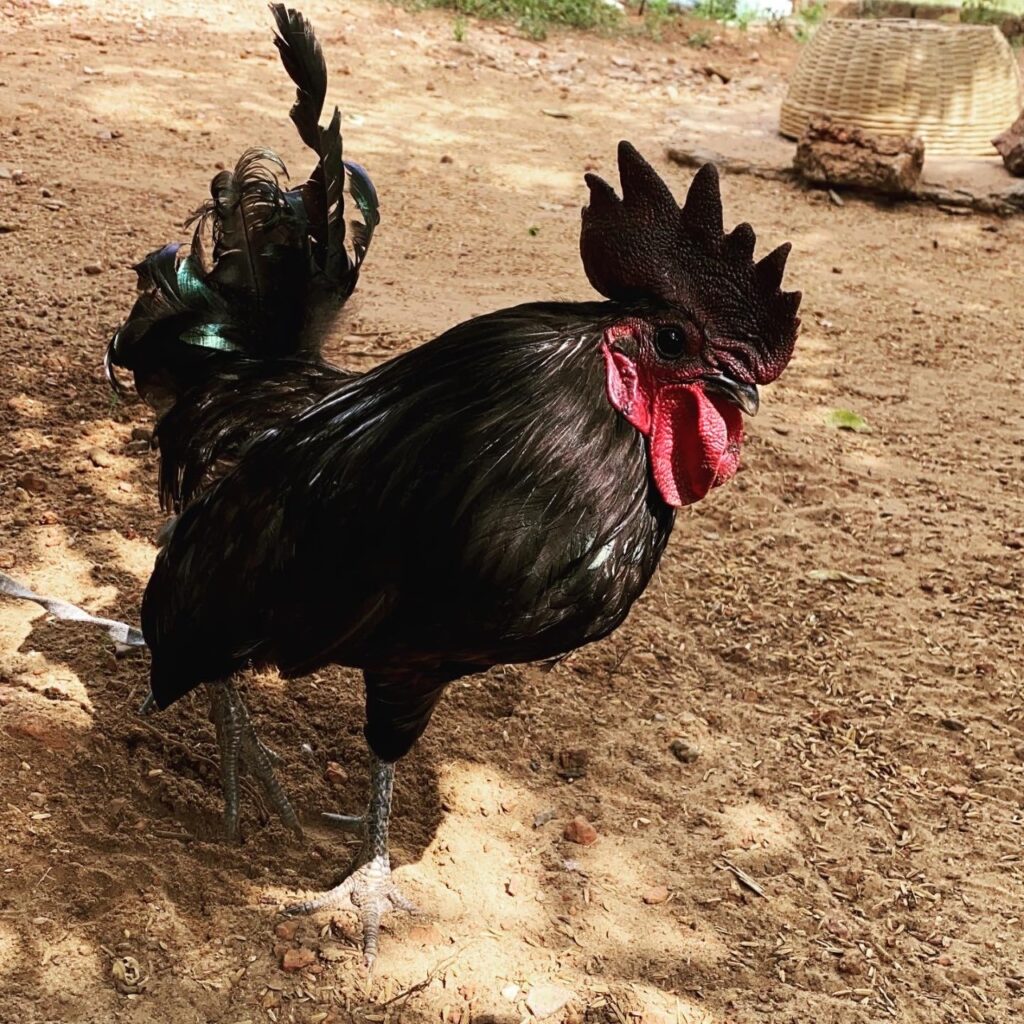 Kadaknath chicken at The Art Farm, Goa -Pure & Eco India
