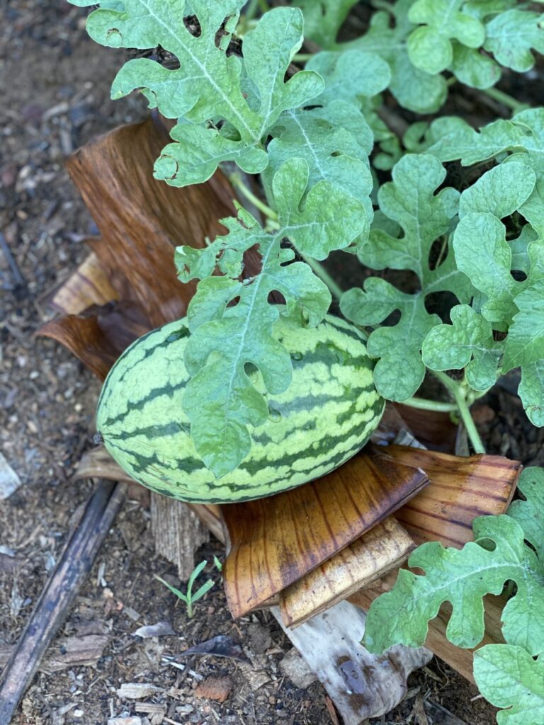 Watermelon at The Art Farm, Goa -Pure & Eco India