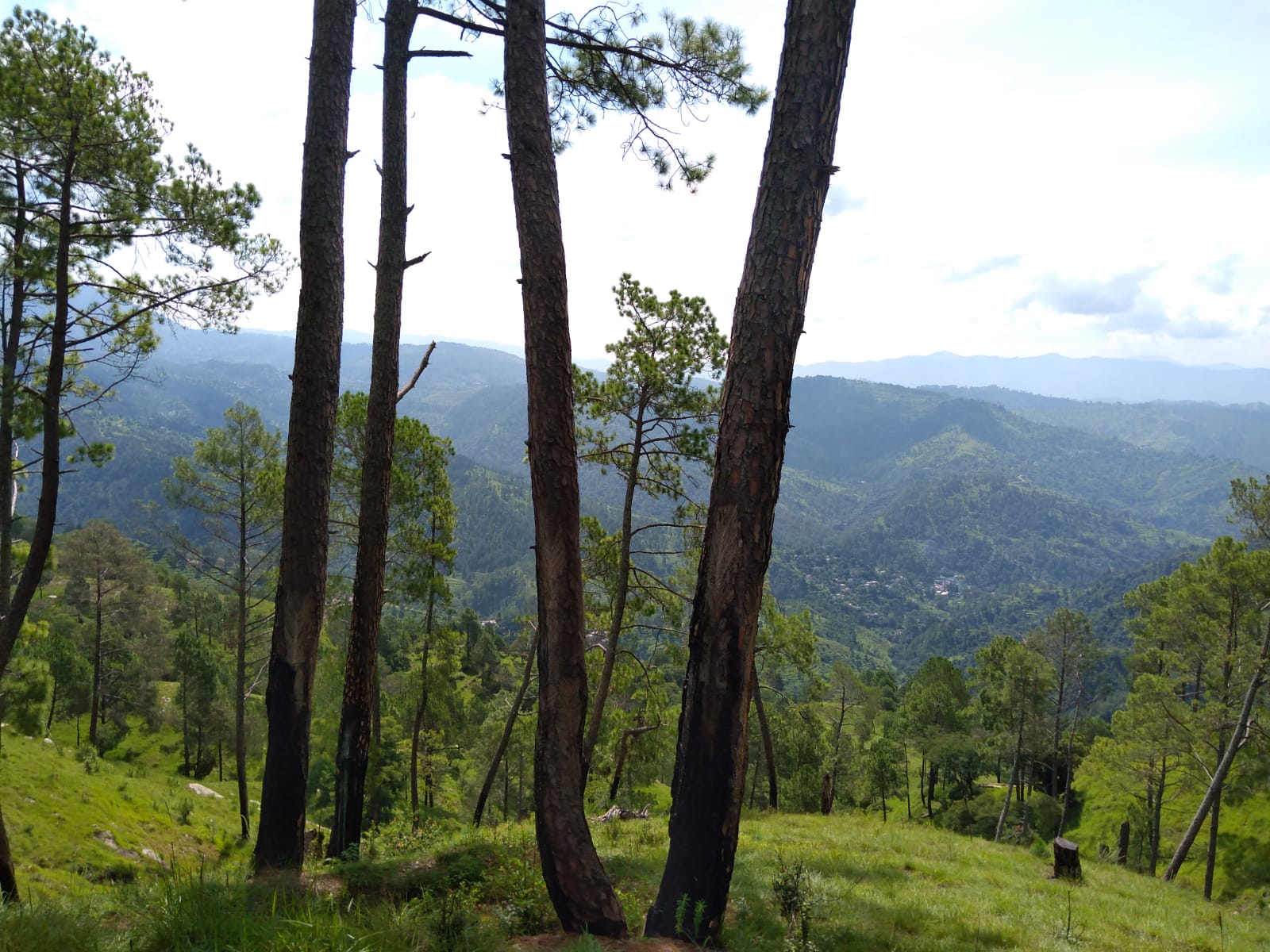 An Enchanting Forest Stay in Qurai Village, Kumaon - Pure & Eco India ...