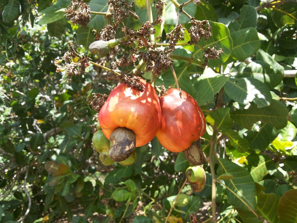 Ripe Cashew Apples on the tree-Goa Heritage Distillery-Pure & Eco India