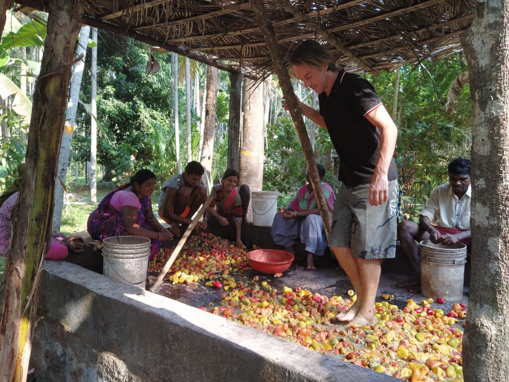 Stomping of Cashews on Cashew Trail Experience-Goa Heritage Distillery-Pure & Eco India
