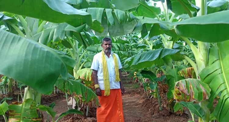 Ramar Velsamy organic farmer-Pure & Eco India